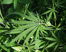 Marijuana_plant