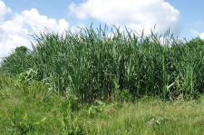Mature_Constructed_Wetland