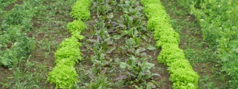 agriculture 468