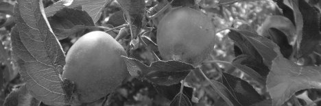 apples_468_bw