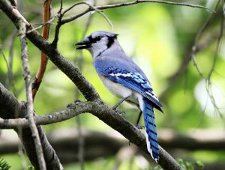 blue_jay