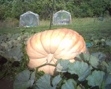 chappelle_pumpkin