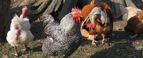 chickens_Philip_MacKenzie