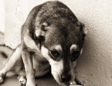 dog Reno Rodriguez