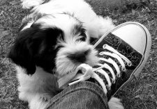 dogbitingshoes_sue_byford
