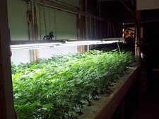 grow_op