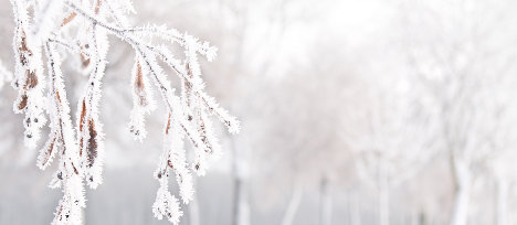 Photo: Andreas Krappweis ice on trees Andreas Krappweis