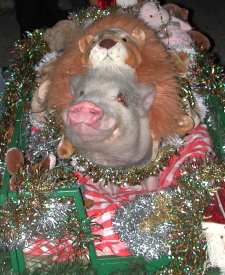 mfd_santa_parade_09_pig