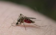 mosquito_bite_