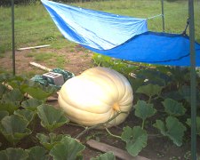 pumpkin_update2