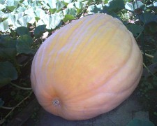 pumpkin_update_3