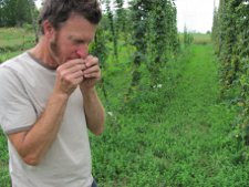 schaut_hops