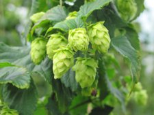 schaut_hops2