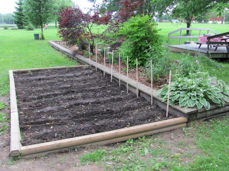 svebuttflygdn