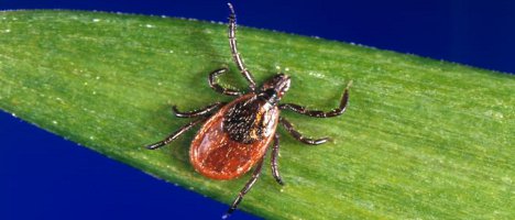 tick