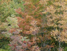 trees